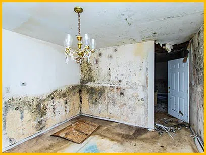 Fort Lauderdale Emergency Restoration Fort Lauderdale, FL 954-368-9737 - 5-Mold-Remediation-content